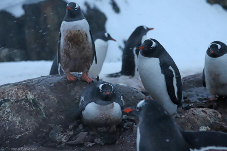 Біля станції "Академік Вернадський" пінгвіни почали відкладати яйця