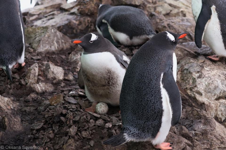 Українські полярники показали фото пінгвінів з яйцями