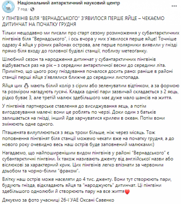 Полярники виявили під дверима станції "Вернадського" пінгвіняче яйце (ФОТО)