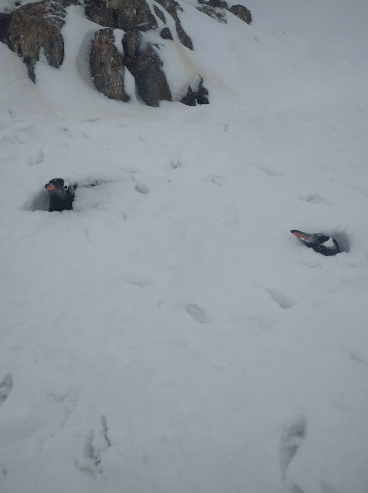Пінгвіни, яких засипало снігом на станції Академік Вернадський 