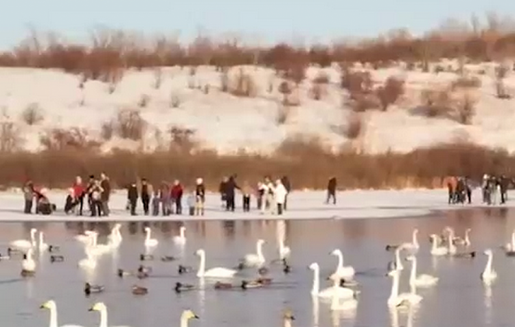 На Росії натовп туристів провалився під лід у "погоні" за лебедями