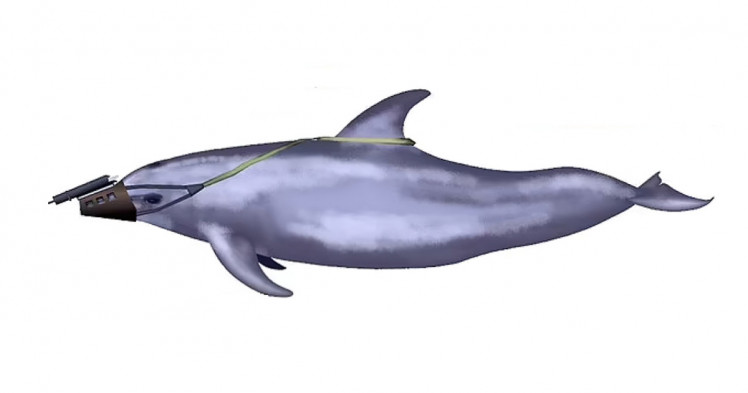 Бойовий дельфін