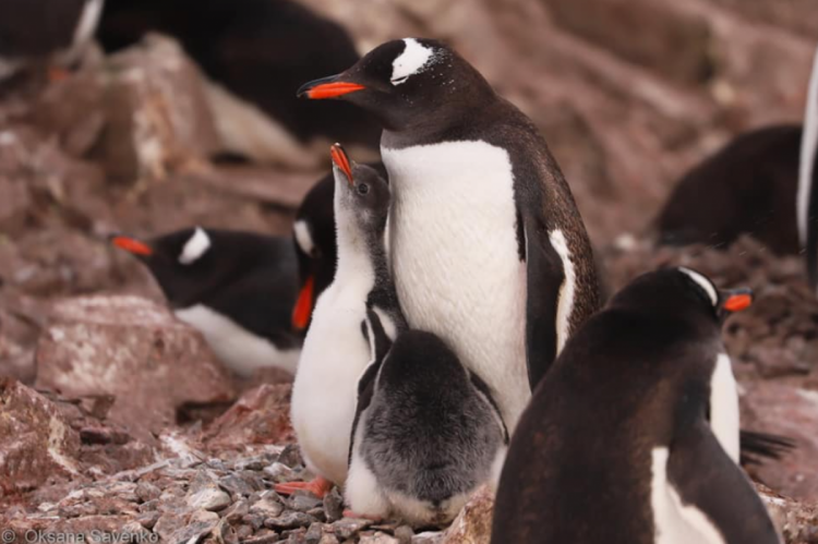 Птенцы пингвинов в Антарктиде.