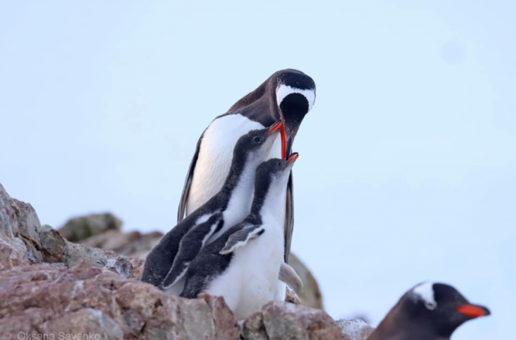 Фото пінгвінів біля української полярної станції на антарктиді