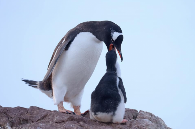Пингвины дженту в Антарктиде