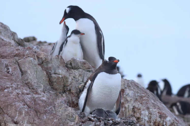 пингвины в Антарктиде