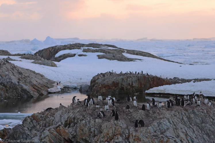 Острів Галіндез пінгвіни