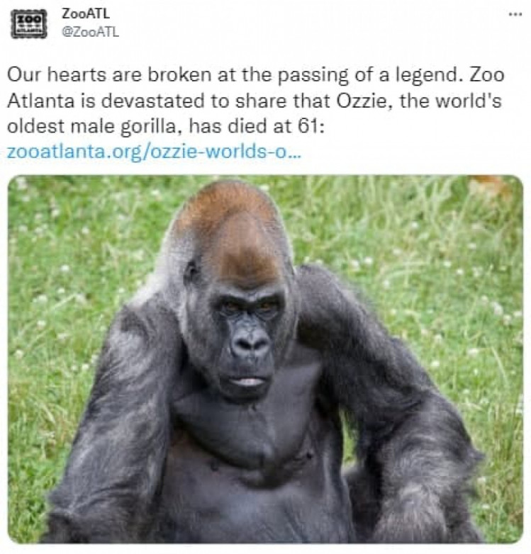 Умерла самая старая горилла в мире Оззи